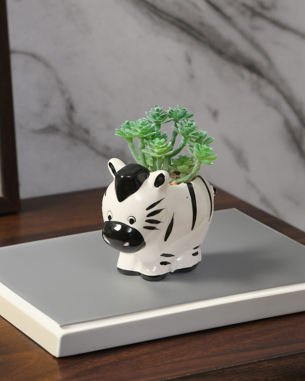 Fourwalls Premium Succulent Plant in Ceramic Pot (10.5 cm Tall)