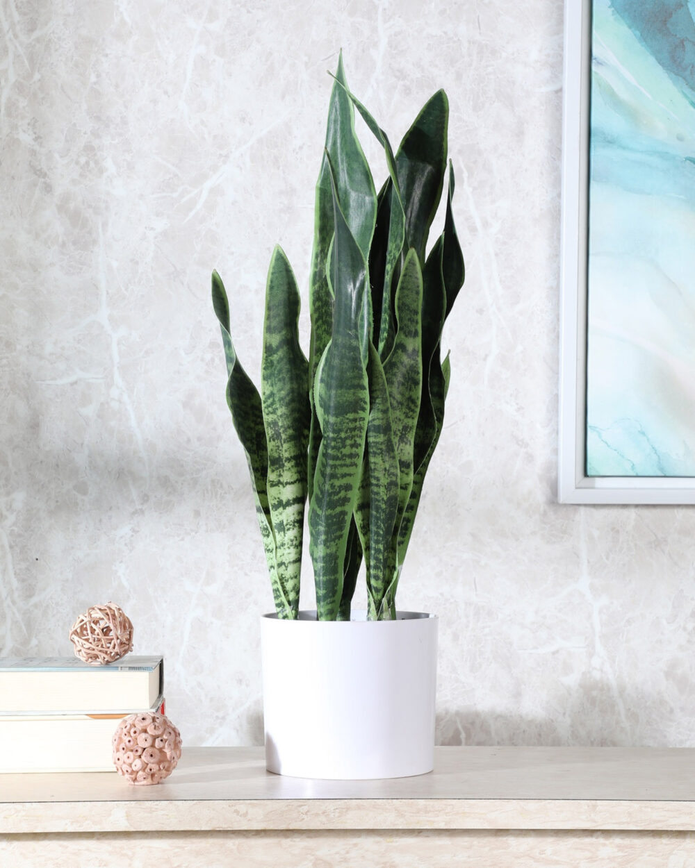 Fourwalls Snake Plant in Plastic Pot (65 cm Tall, Dark Green)