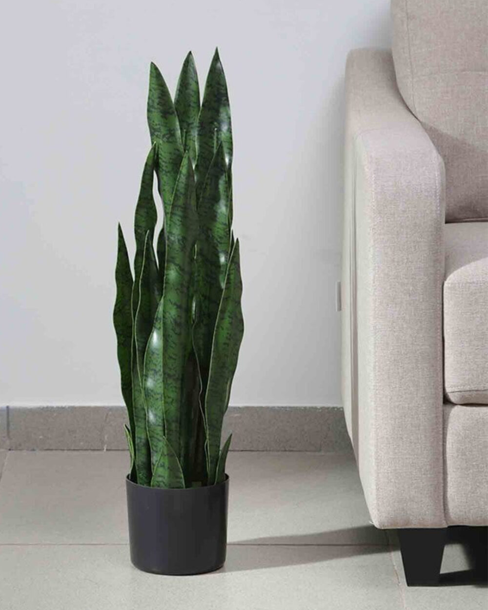 Fourwalls Snake Plant in Plastic Pot (75 cm Tall, Dark Green)