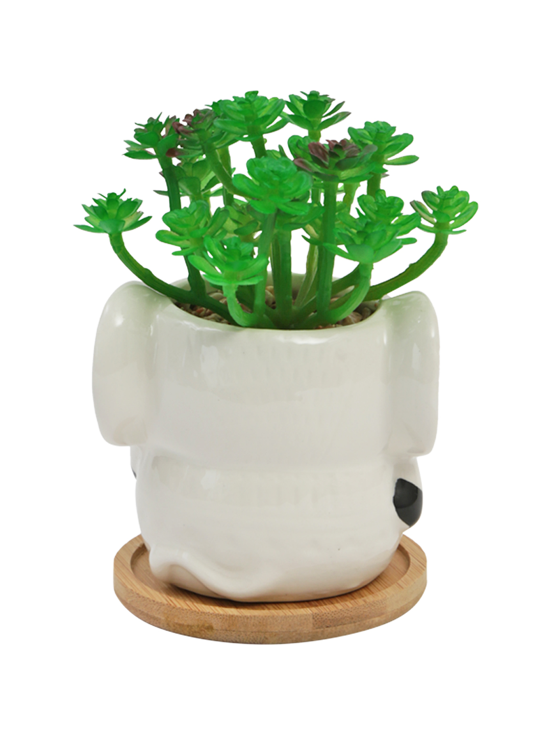 Fourwalls Premium Succulent Plant in Animal Shaped Pot (17.5 cm Tall) - Image 4