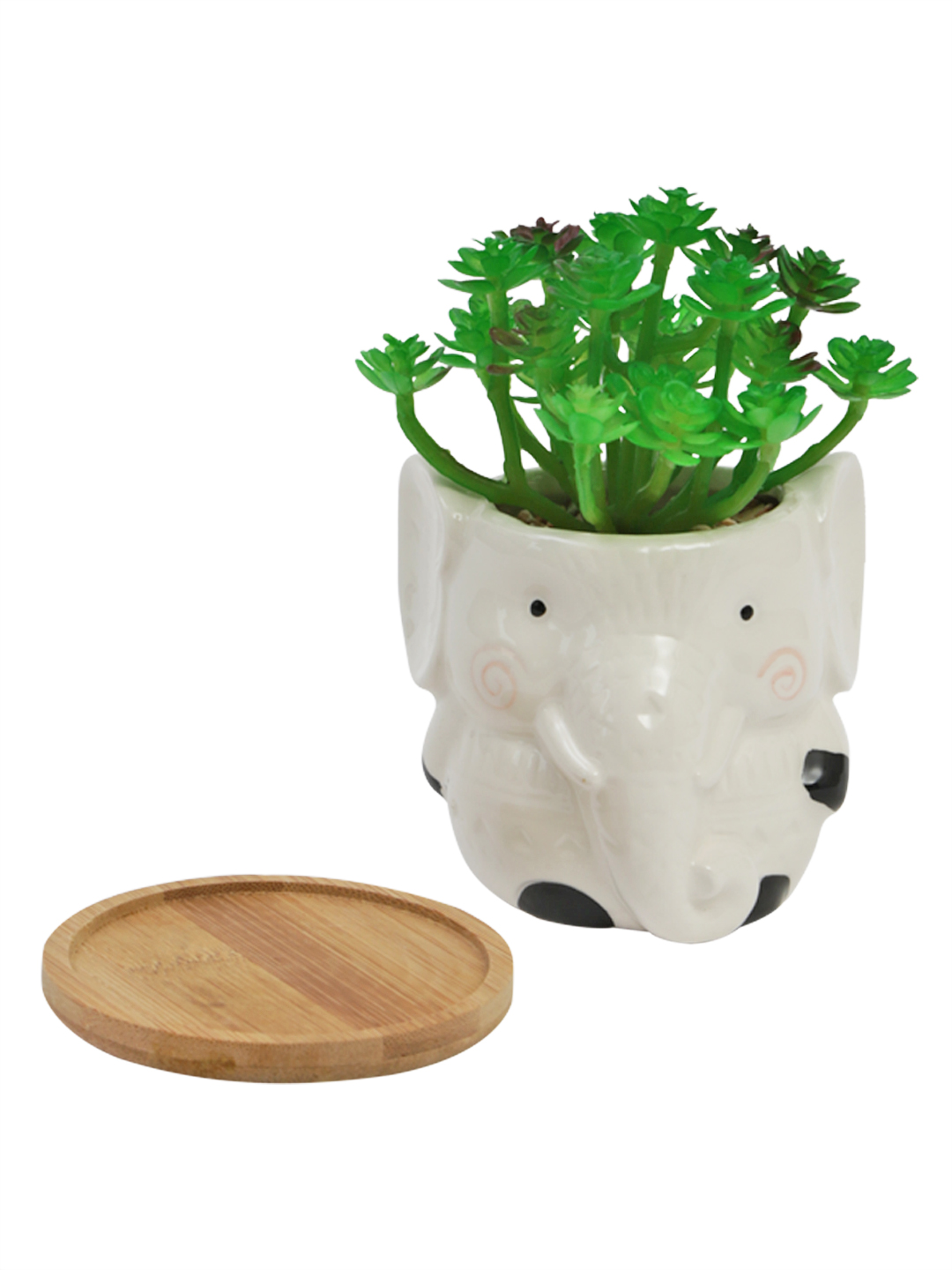 Fourwalls Premium Succulent Plant in Animal Shaped Pot (17.5 cm Tall) - Image 5