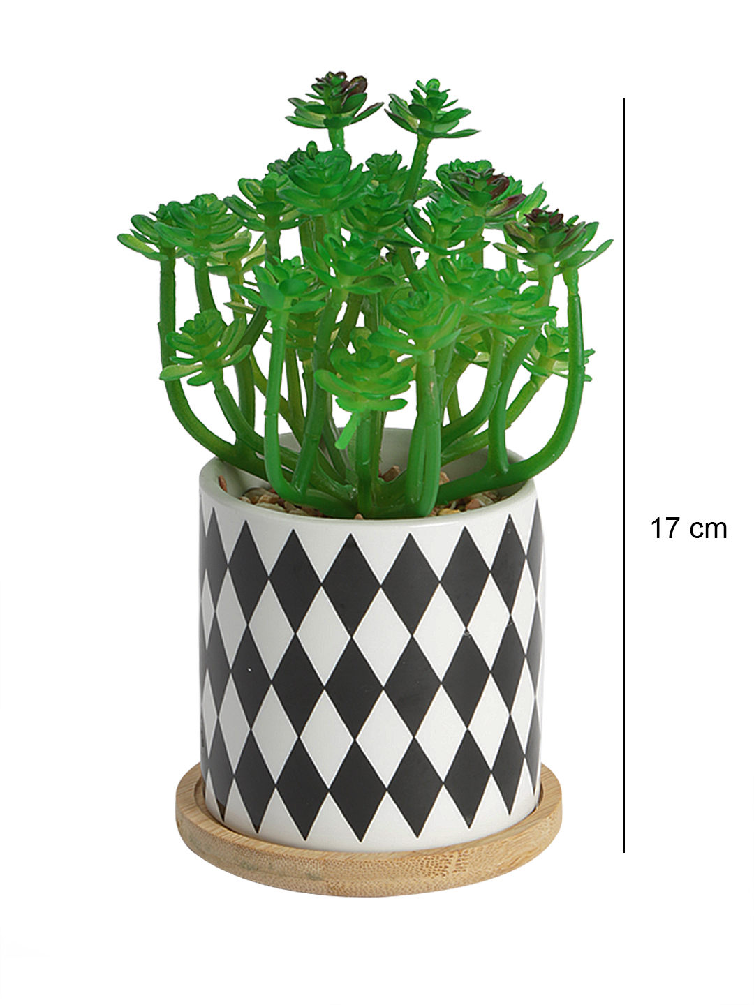 Fourwalls Stylish Succulent Plant with Printed Ceramic Vase (17 cm Tall) - Image 2
