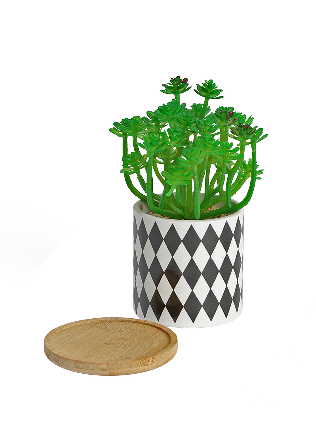Fourwalls Stylish Succulent Plant with Printed Ceramic Vase (17 cm Tall) - Image 4