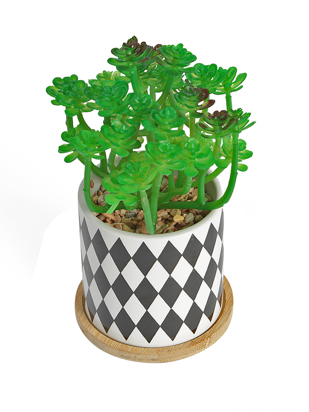 Fourwalls Stylish Succulent Plant with Printed Ceramic Vase (17 cm Tall) - Image 3