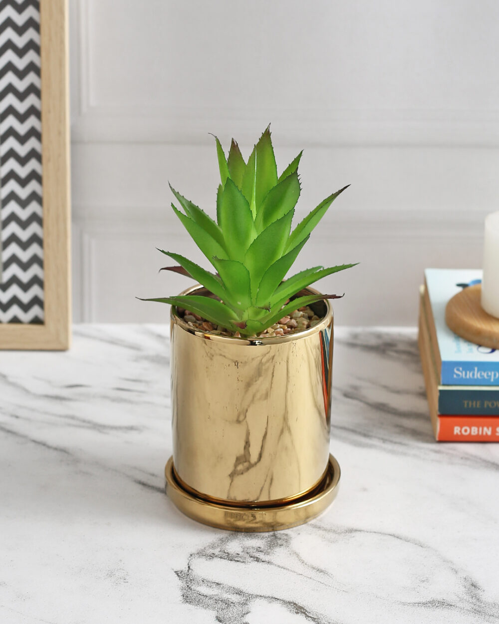 Succulent Plant with Golden Coaster