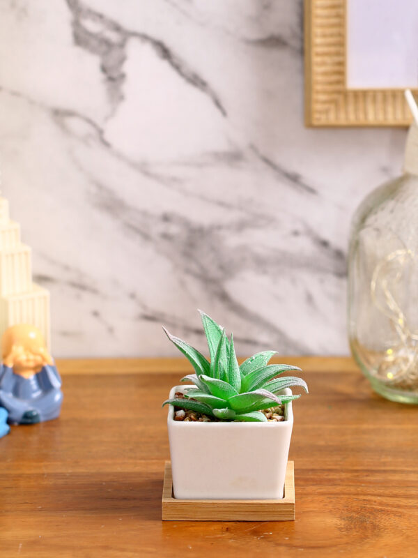 Premium Succulent Plant with Wooden Coaster