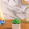 Premium Succulent Plant with Wooden Coaster
