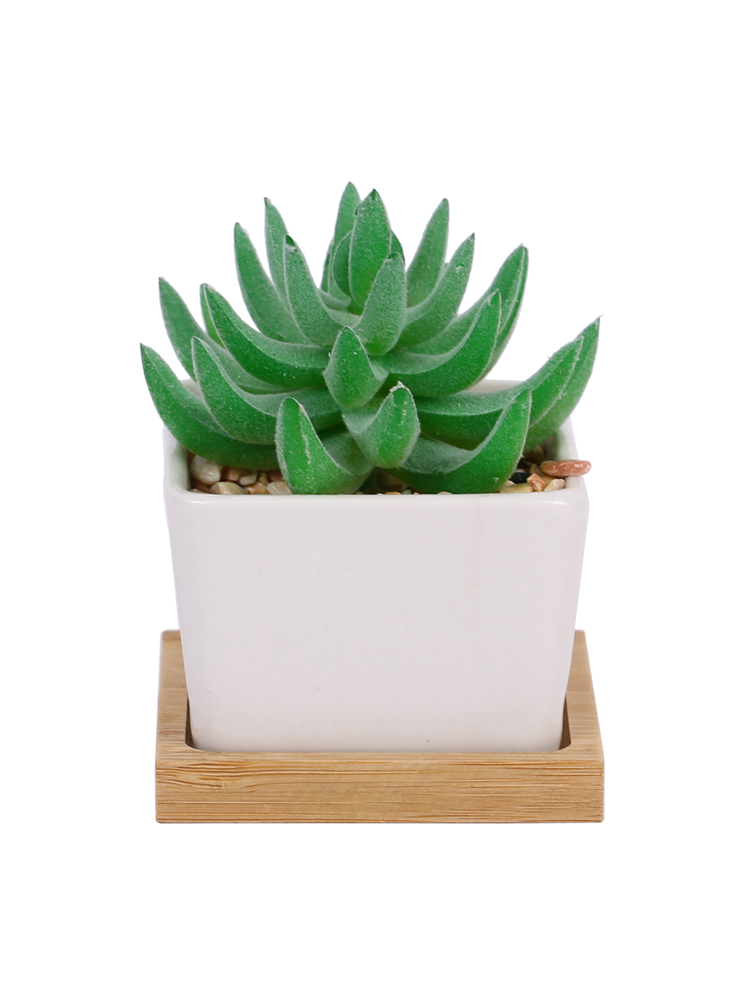 Fourwalls Premium Succulent Plant with Wooden Coaster (9 cm Tall) - Image 4