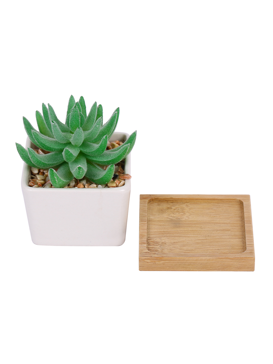 Fourwalls Premium Succulent Plant with Wooden Coaster (9 cm Tall) - Image 3