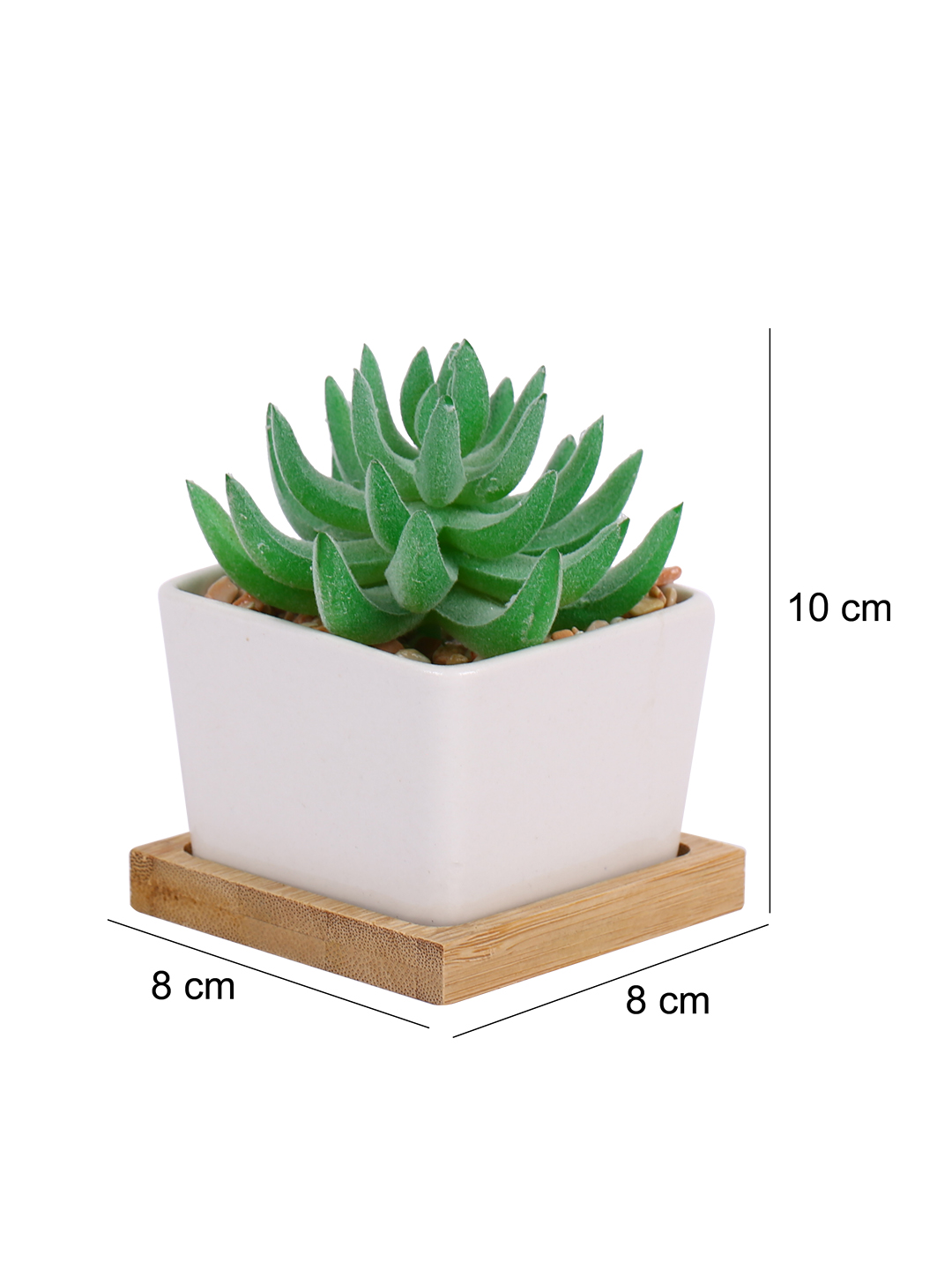 Fourwalls Premium Succulent Plant with Wooden Coaster (9 cm Tall) - Image 2