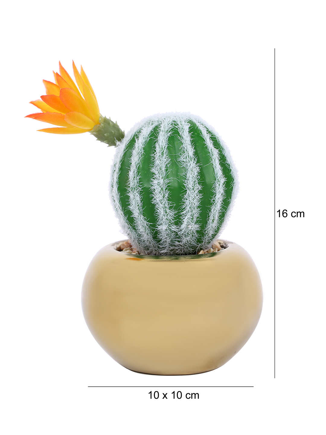 Fourwalls Stylish Succulent Plant with Round Pot (17 cm Tall) - Image 4