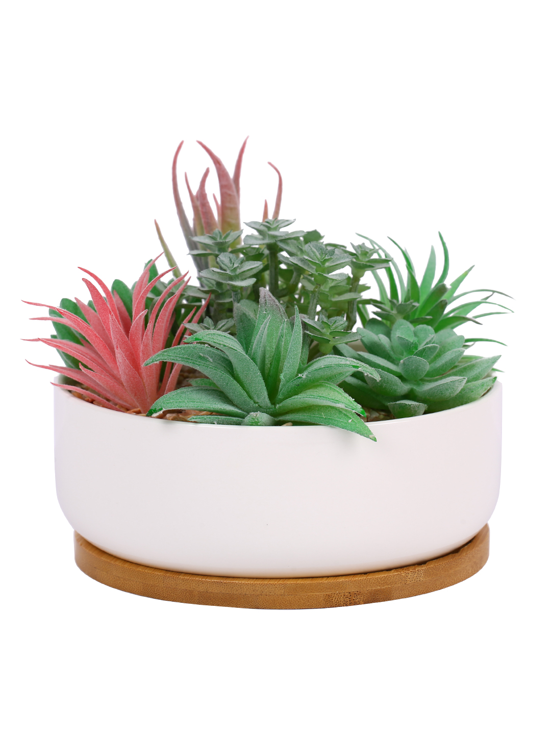 Fourwalls Premium Succulent Plant with Wooden Coaster (14 cm Tall) - Image 4