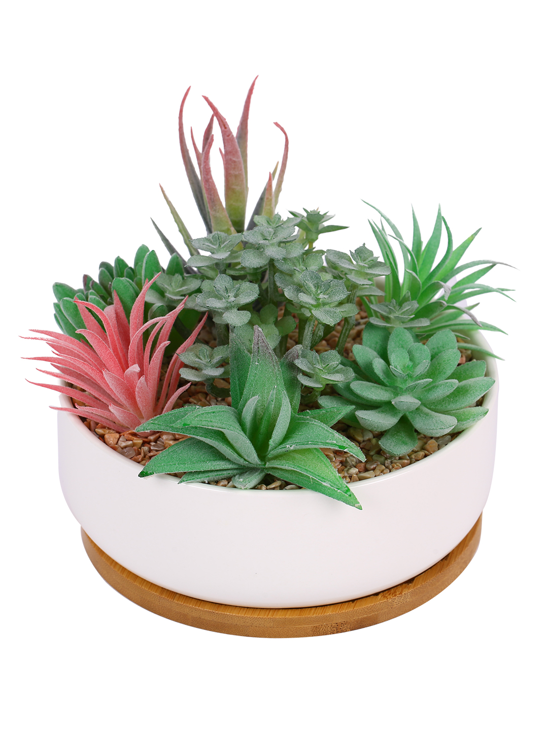 Fourwalls Premium Succulent Plant with Wooden Coaster (14 cm Tall) - Image 5