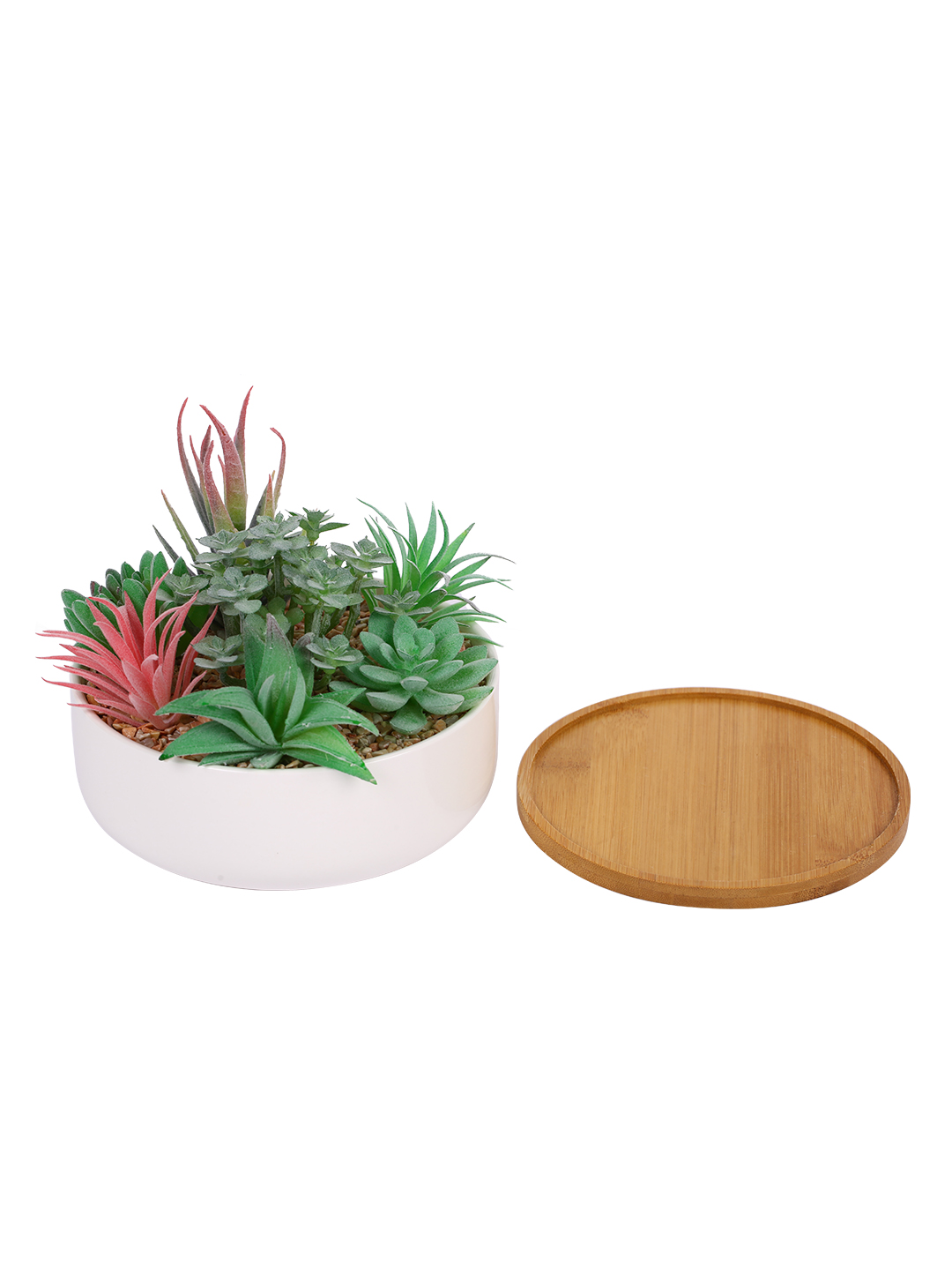 Fourwalls Premium Succulent Plant with Wooden Coaster (14 cm Tall) - Image 3