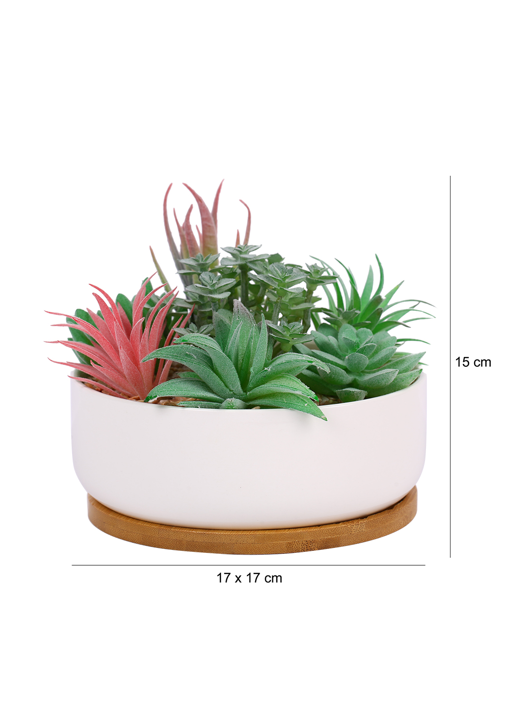 Fourwalls Premium Succulent Plant with Wooden Coaster (14 cm Tall) - Image 2