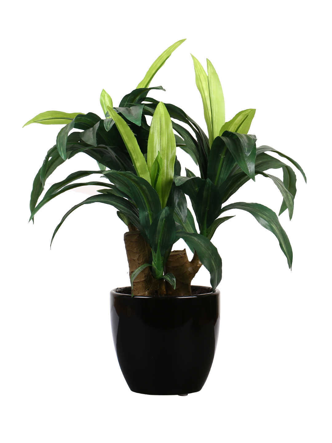 Fourwalls Dracaena Plant in Ceramic Pot (35 cm Tall) - Image 4