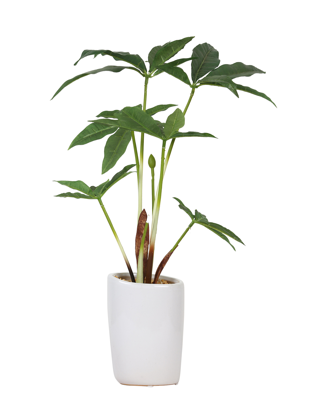 Fourwalls Pachira Plant in Ceramic Pot (38 cm Tall) - Image 3