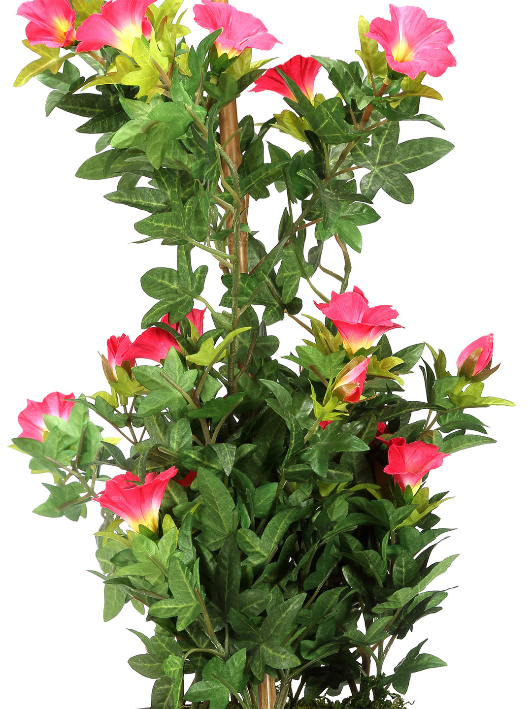 Fourwalls Premium Morning Glory Plant in Ceramic Pot (50 cm Tall) - Image 2