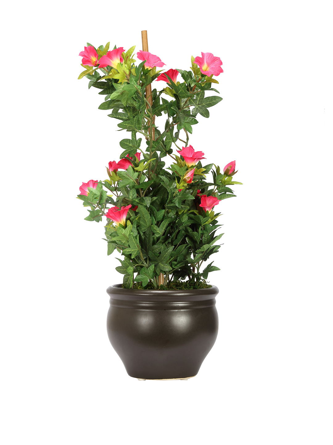 Fourwalls Premium Morning Glory Plant in Ceramic Pot (50 cm Tall) - Image 3