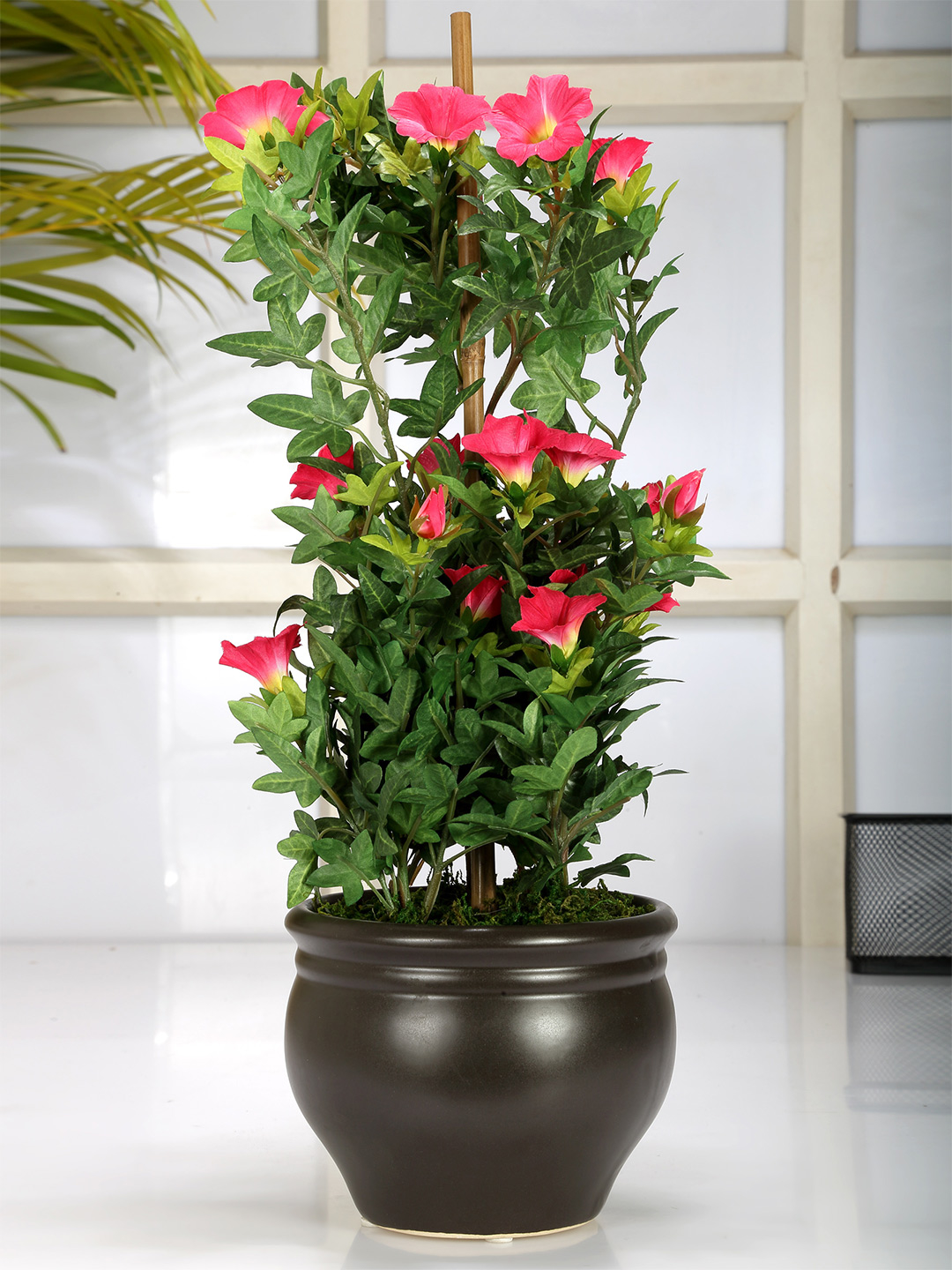 Fourwalls Premium Morning Glory Plant in Ceramic Pot (50 cm Tall)
