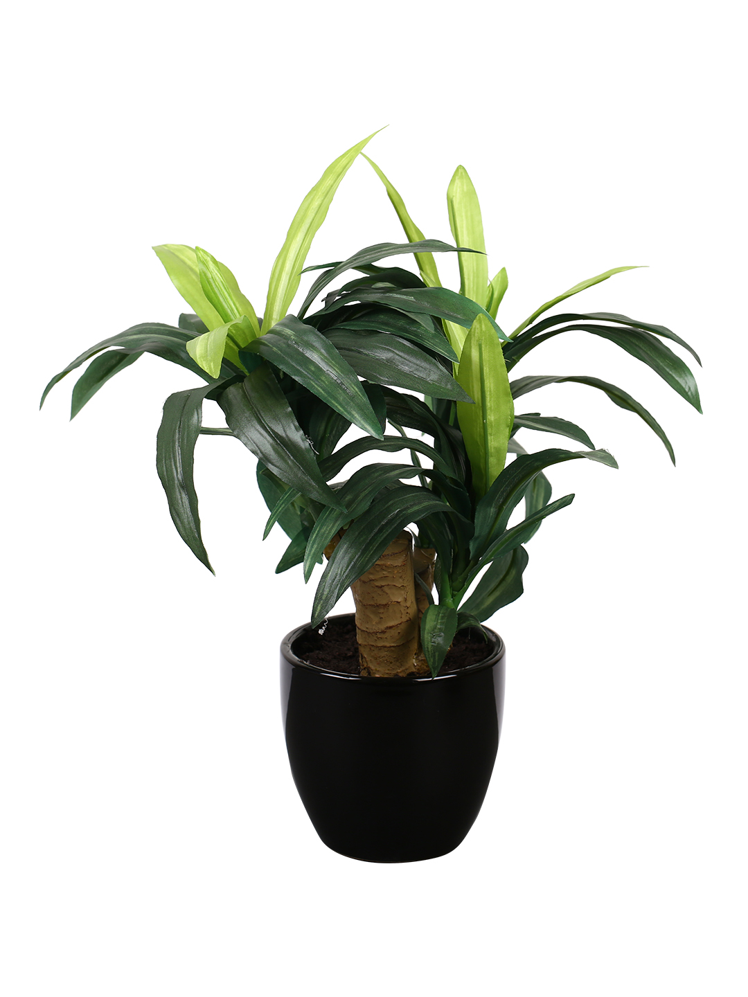 Fourwalls Dracaena Plant in Ceramic Pot (35 cm Tall) - Image 3