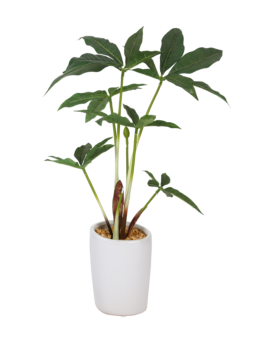 Fourwalls Pachira Plant in Ceramic Pot (38 cm Tall) - Image 4
