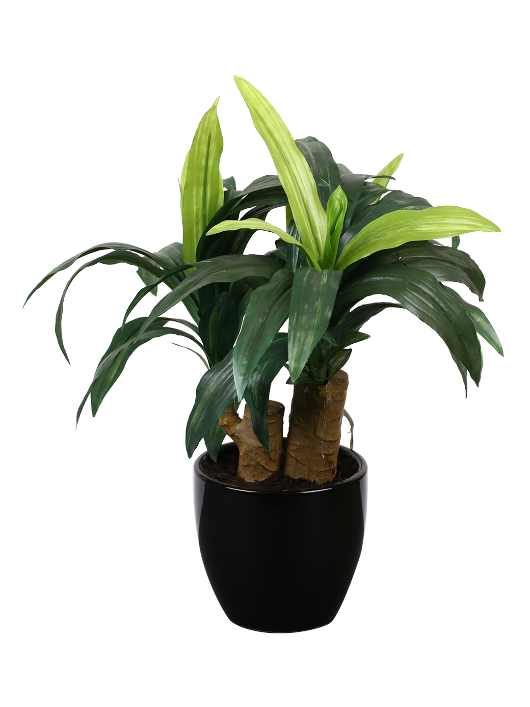Fourwalls Dracaena Plant in Ceramic Pot (35 cm Tall) - Image 5