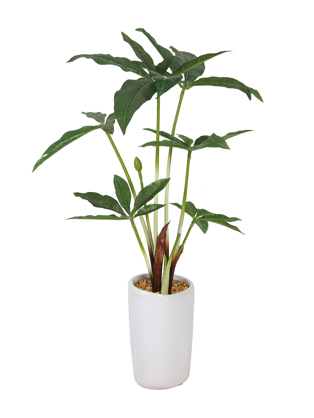 Fourwalls Pachira Plant in Ceramic Pot (38 cm Tall) - Image 6