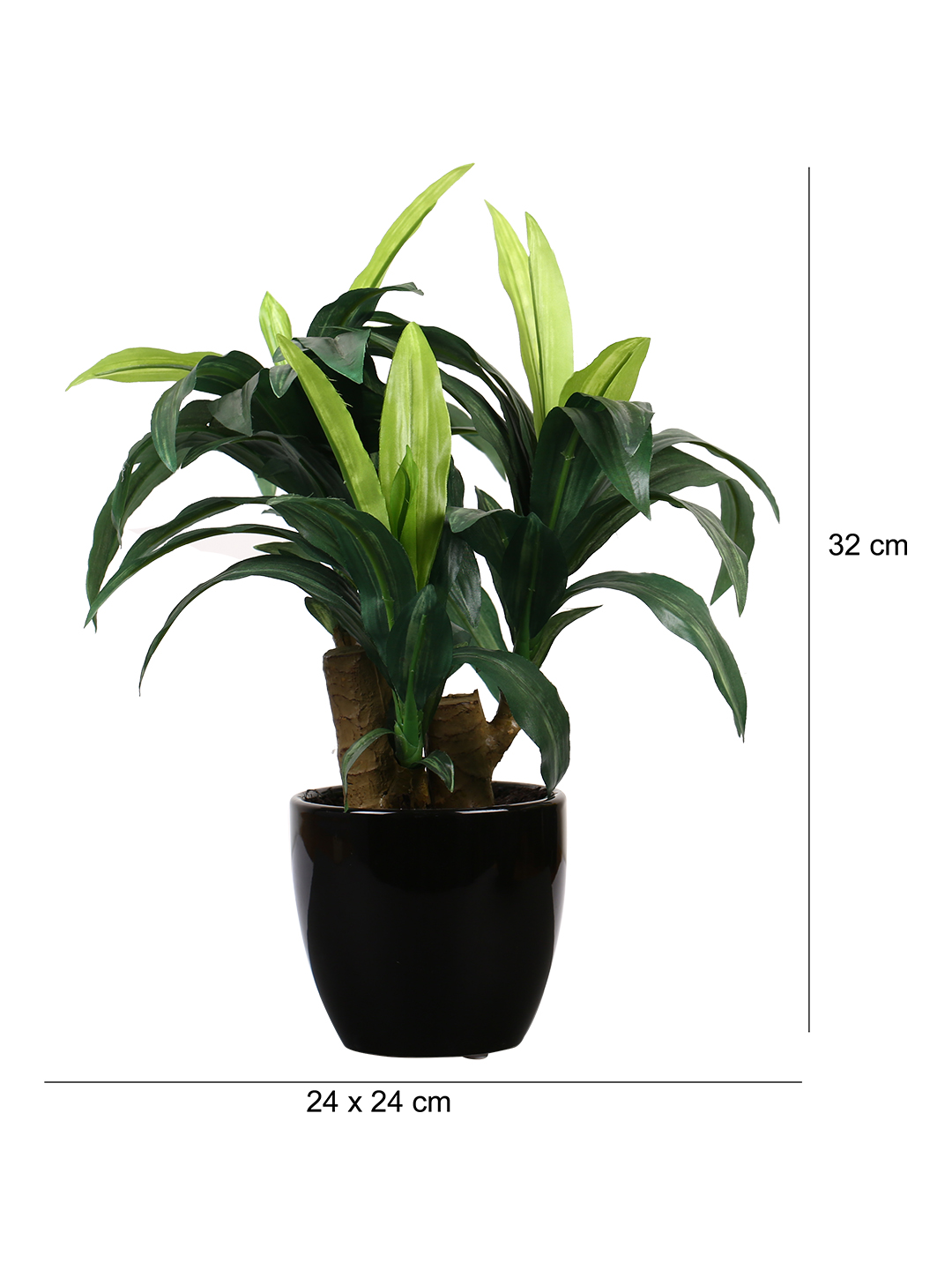 Fourwalls Dracaena Plant in Ceramic Pot (35 cm Tall) - Image 2