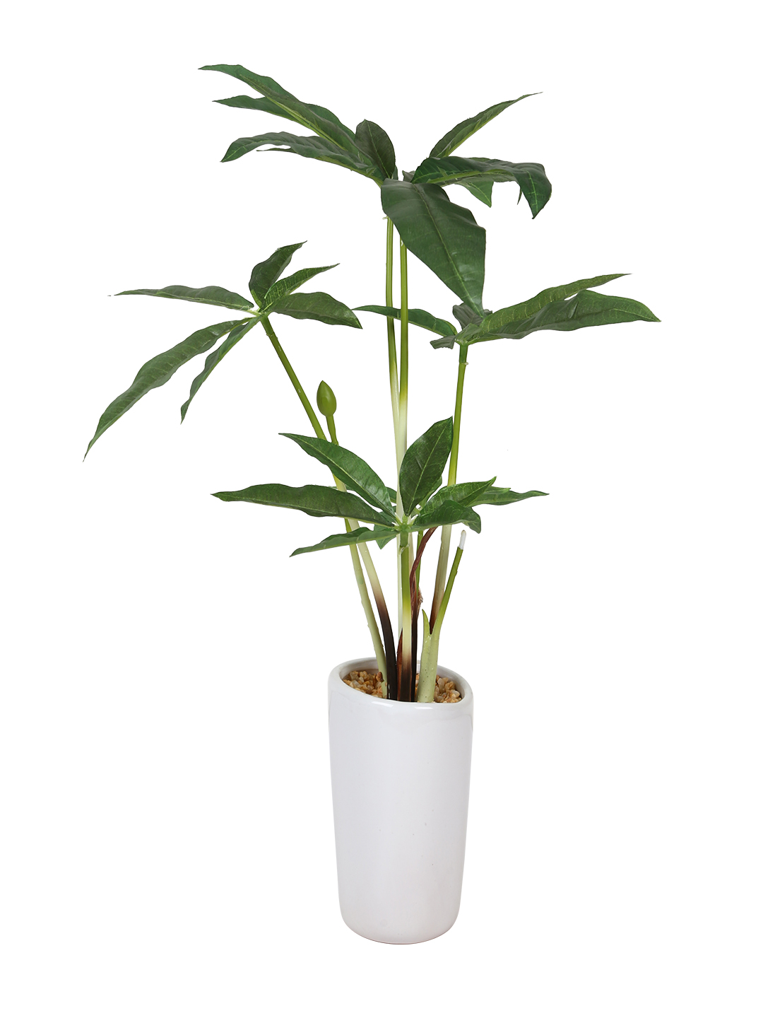 Fourwalls Pachira Plant in Ceramic Pot (38 cm Tall) - Image 5