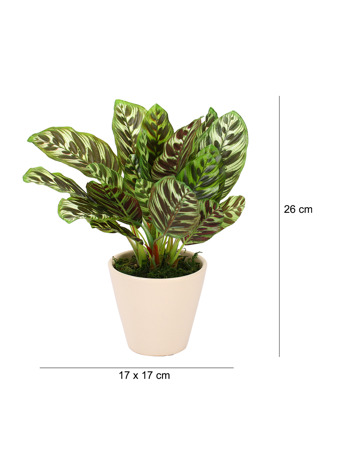 Fourwalls Diffenbachina Plant in Ceramic Pot (26 cm Tall) - Image 2