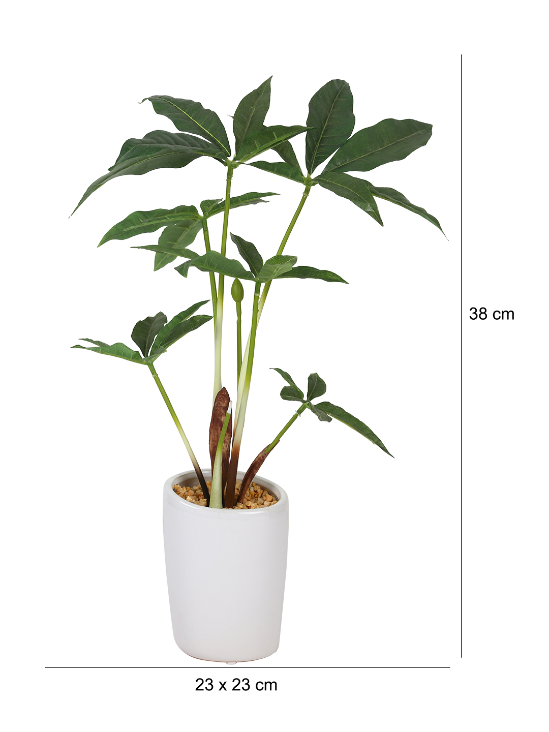 Fourwalls Pachira Plant in Ceramic Pot (38 cm Tall) - Image 2