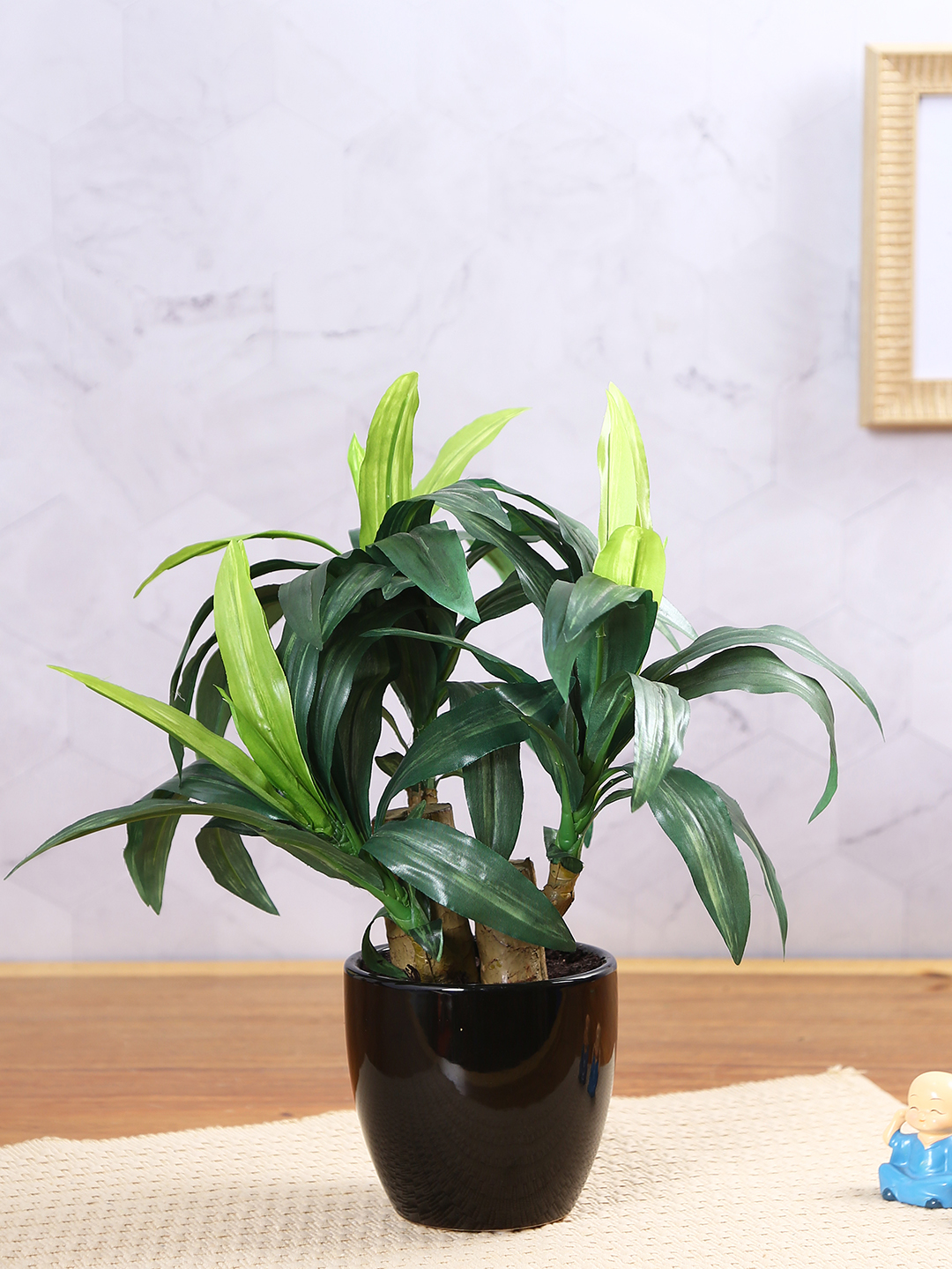 Fourwalls Dracaena Plant in Ceramic Pot (35 cm Tall)