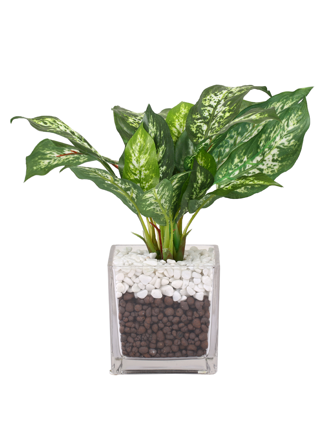 Fourwalls Dieffenbachia Plant in Glass Pot (27 cm Tall) - Image 3