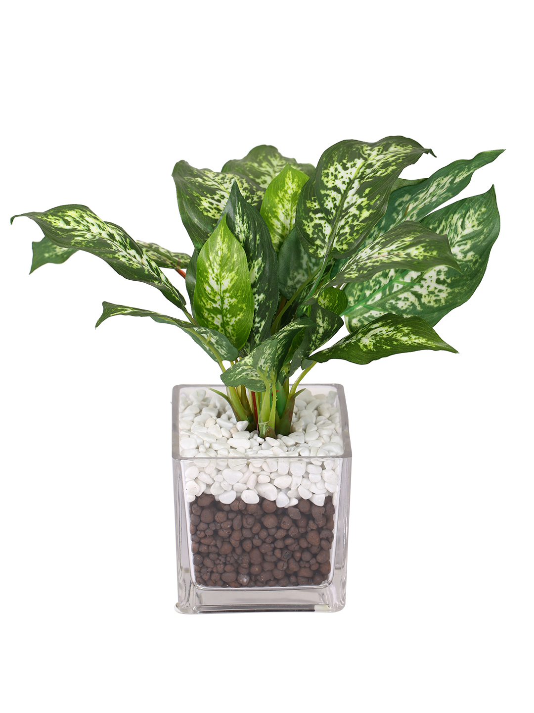 Fourwalls Dieffenbachia Plant in Glass Pot (27 cm Tall) - Image 4