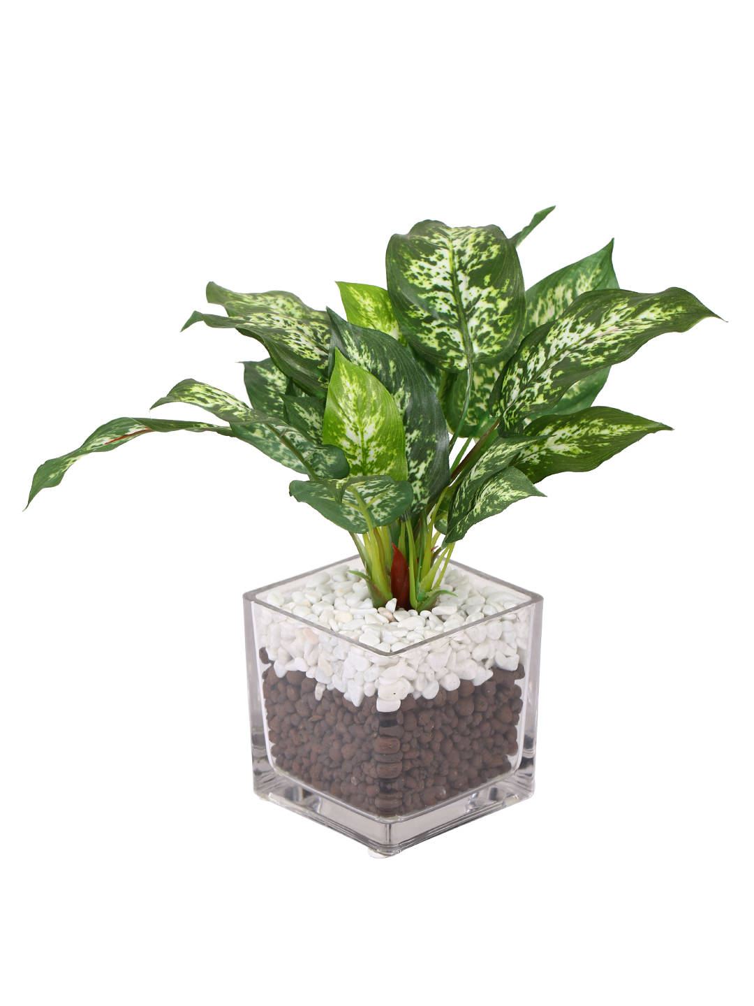 Fourwalls Dieffenbachia Plant in Glass Pot (27 cm Tall) - Image 5