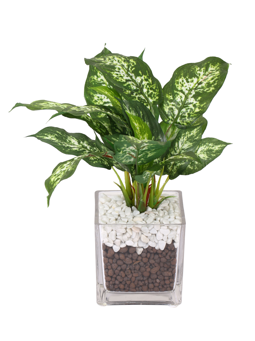 Fourwalls Dieffenbachia Plant in Glass Pot (27 cm Tall) - Image 2
