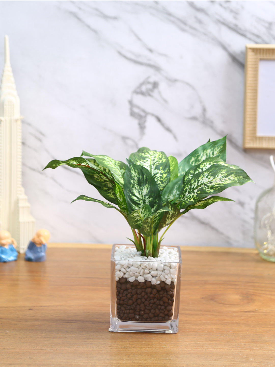 Fourwalls Dieffenbachia Plant in Glass Pot (27 cm Tall)