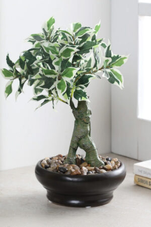 Ficus Plant in Ceramic Pot