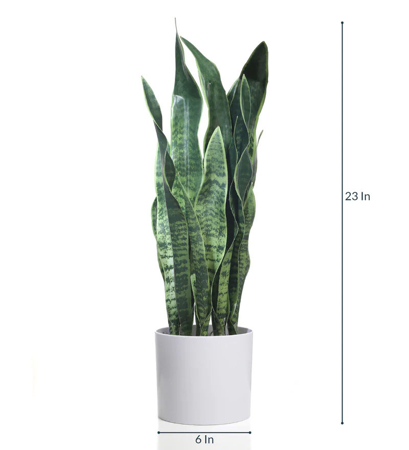Fourwalls Snake Plant in Plastic Pot (65 cm Tall, Dark Green) - Image 2