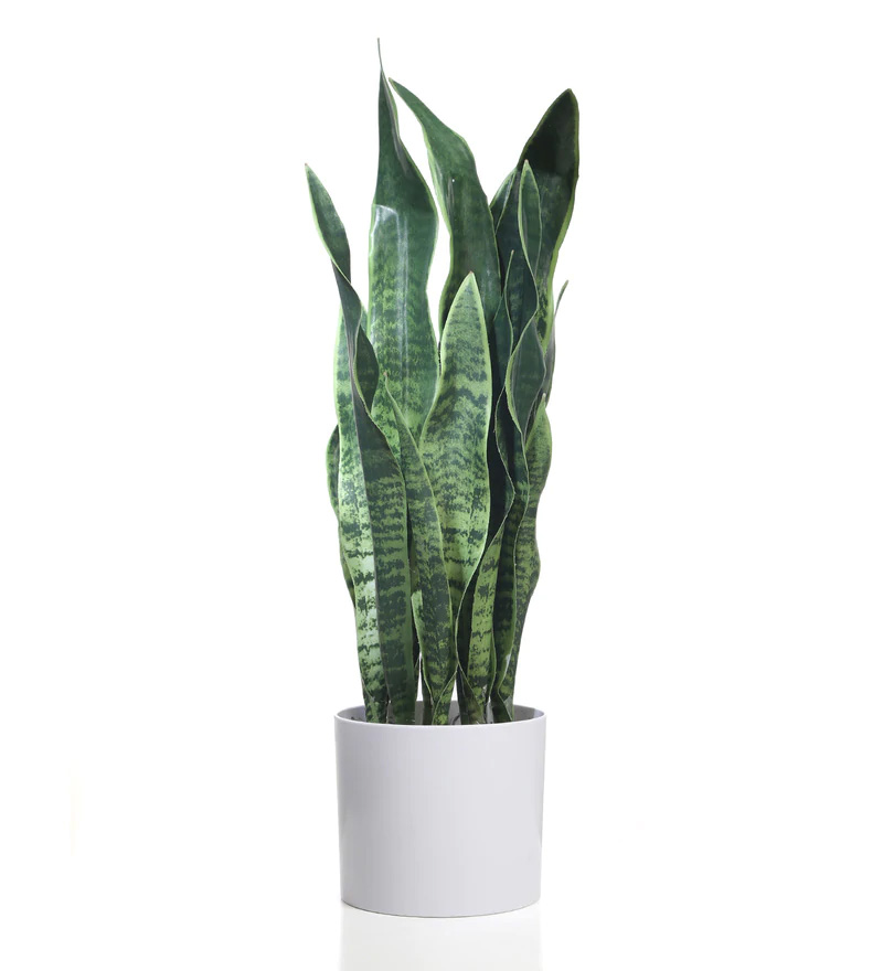 Fourwalls Snake Plant in Plastic Pot (65 cm Tall, Dark Green) - Image 3