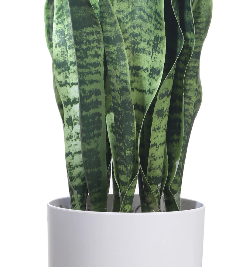 Fourwalls Snake Plant in Plastic Pot (65 cm Tall, Dark Green) - Image 4