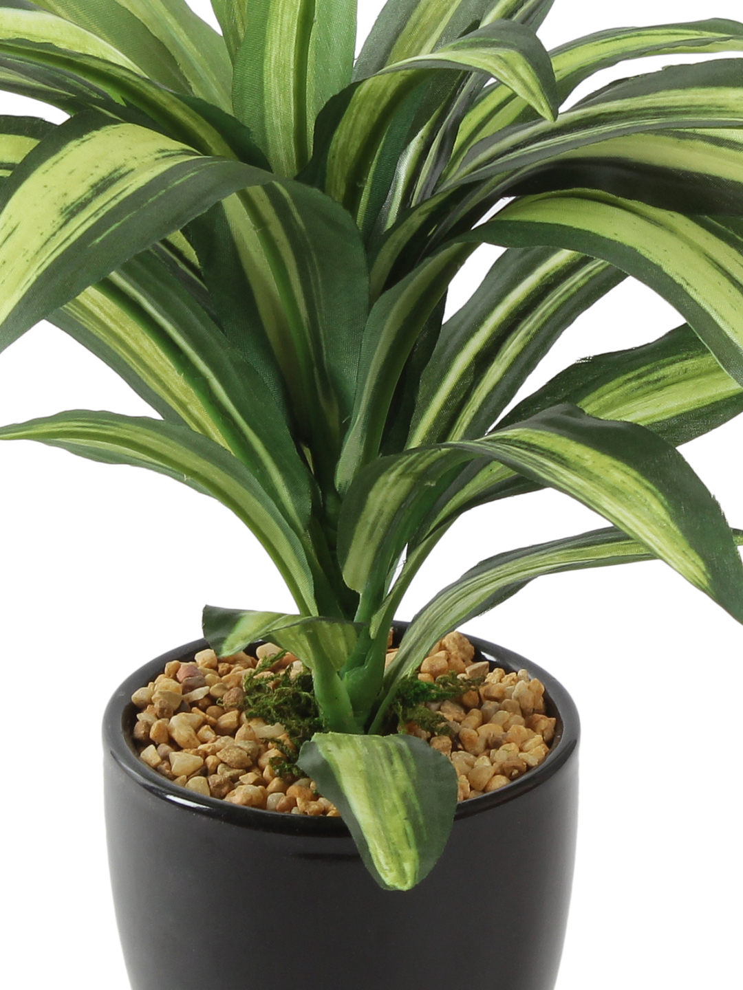 Fourwalls Dracaena Plant in Ceramic Pot (24 cm Tall) - Image 3
