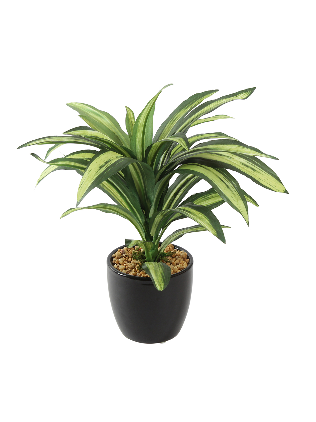 Fourwalls Dracaena Plant in Ceramic Pot (24 cm Tall) - Image 2