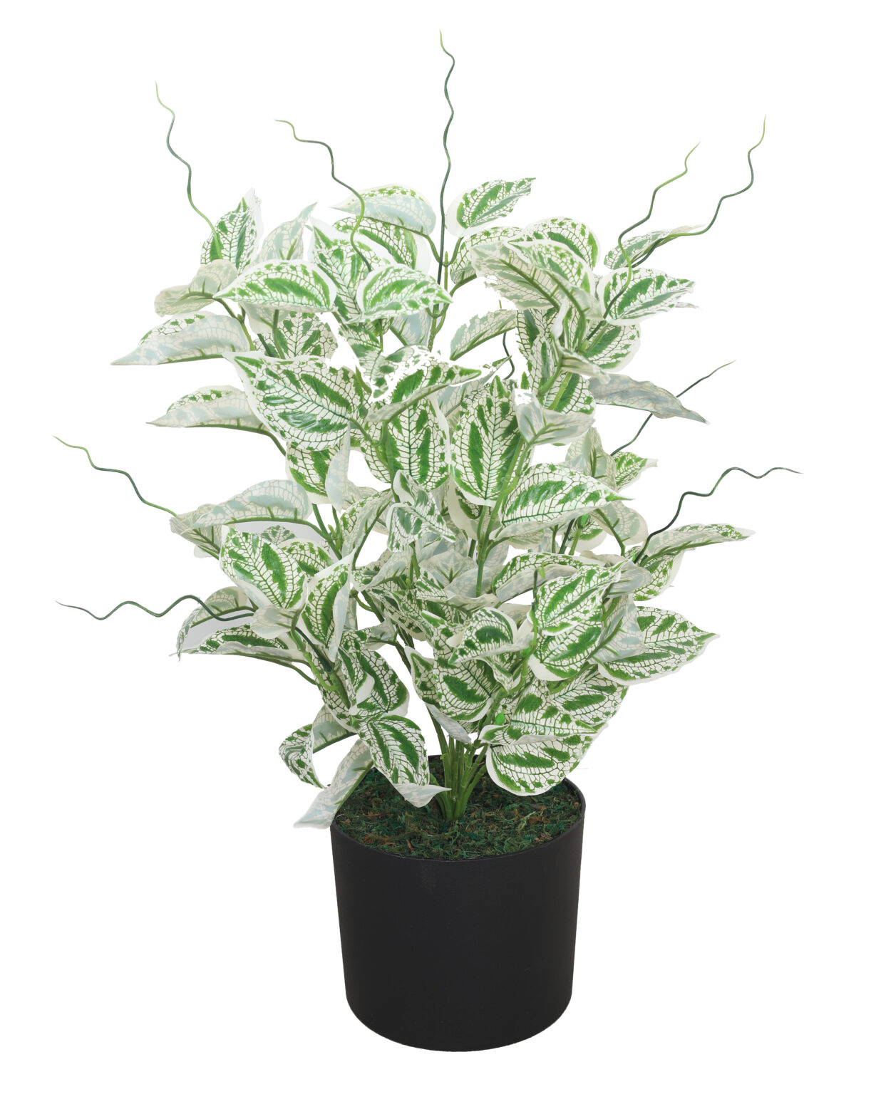 Plants Cheap Online
