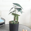 Buy Artificial Elephant Ear Plant Online