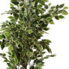 Buy Artificial Variegated Ficus Plant Online - Fourwalls
