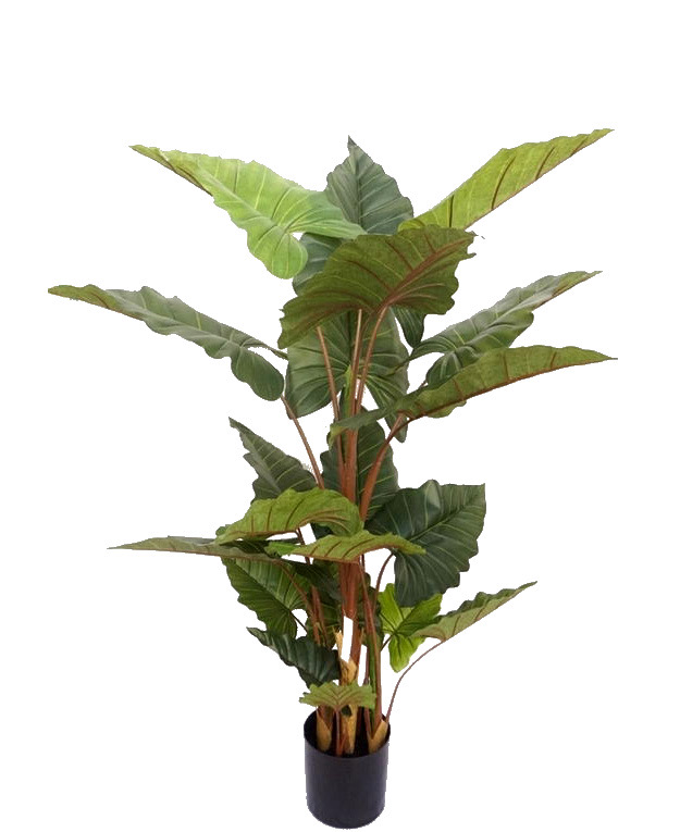 Shop Artificial Alocasia Plant With Pot Online 5.7 Feet - Fourwalls