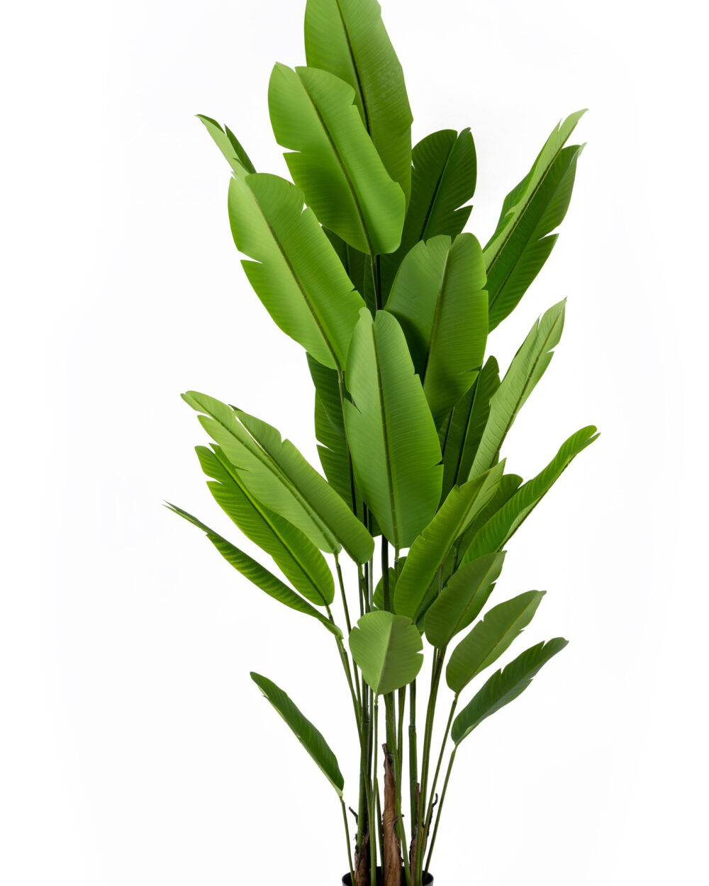 Shop Artificial Strelitzia Nicolai Plant with Pot 7 Feet - Fourwalls