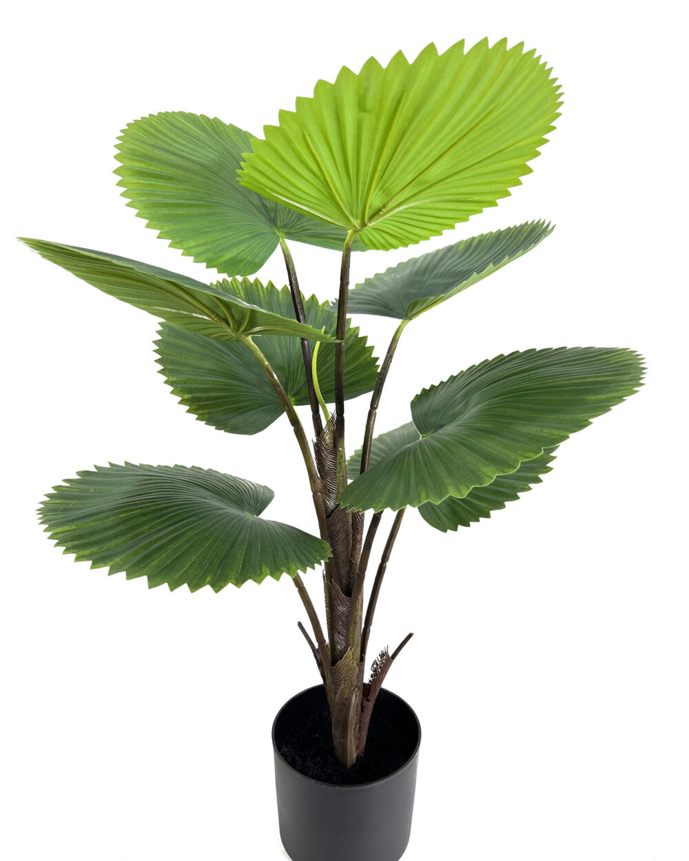 Buy Artificial Circular Fan Palm Plant From Wholesaler 2.5 Feet - Fourwalls